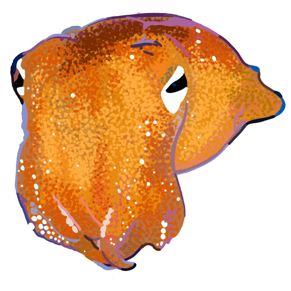 A drawing of a bottle-tailed squid.